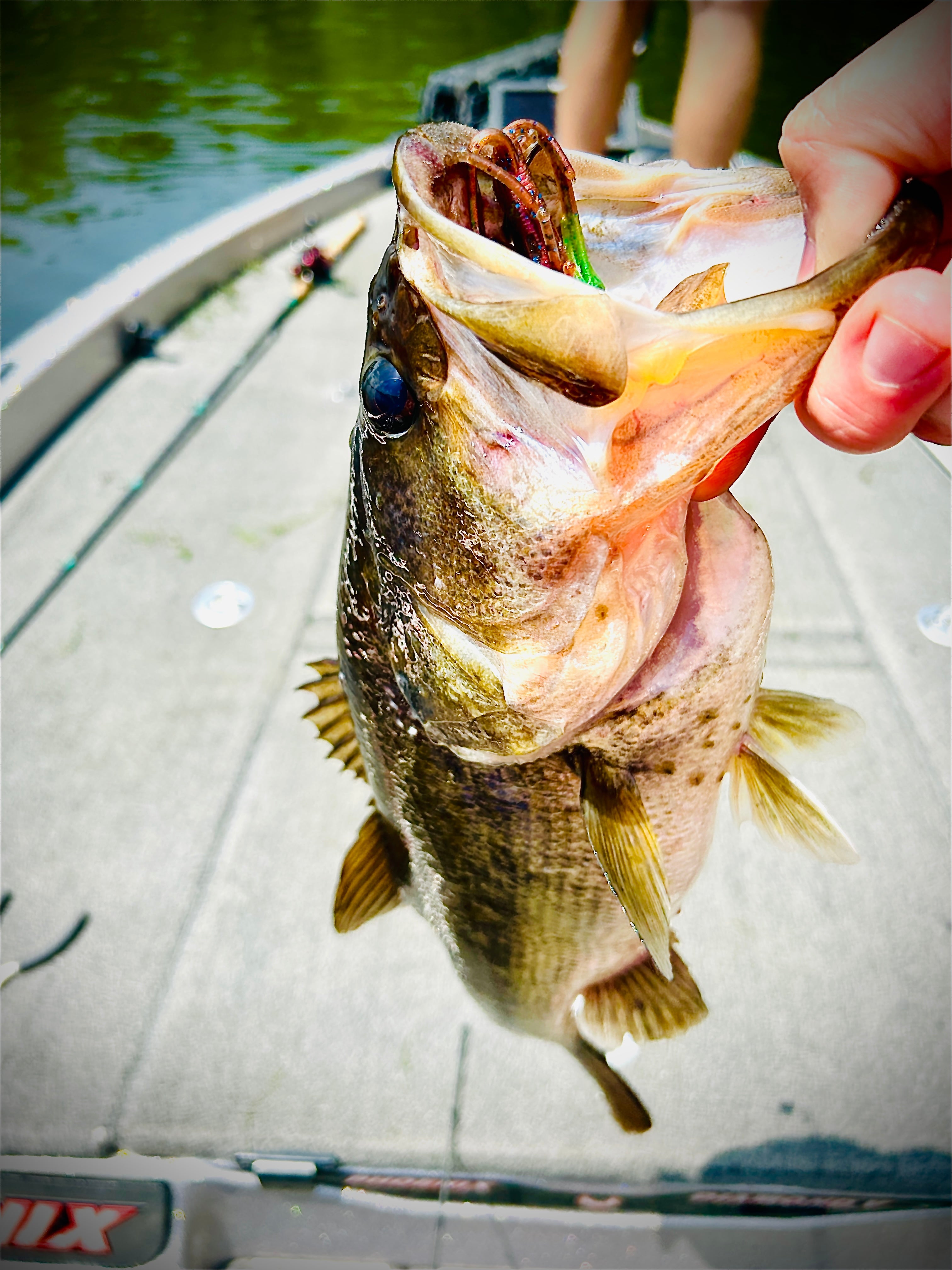 Bugs & Craws