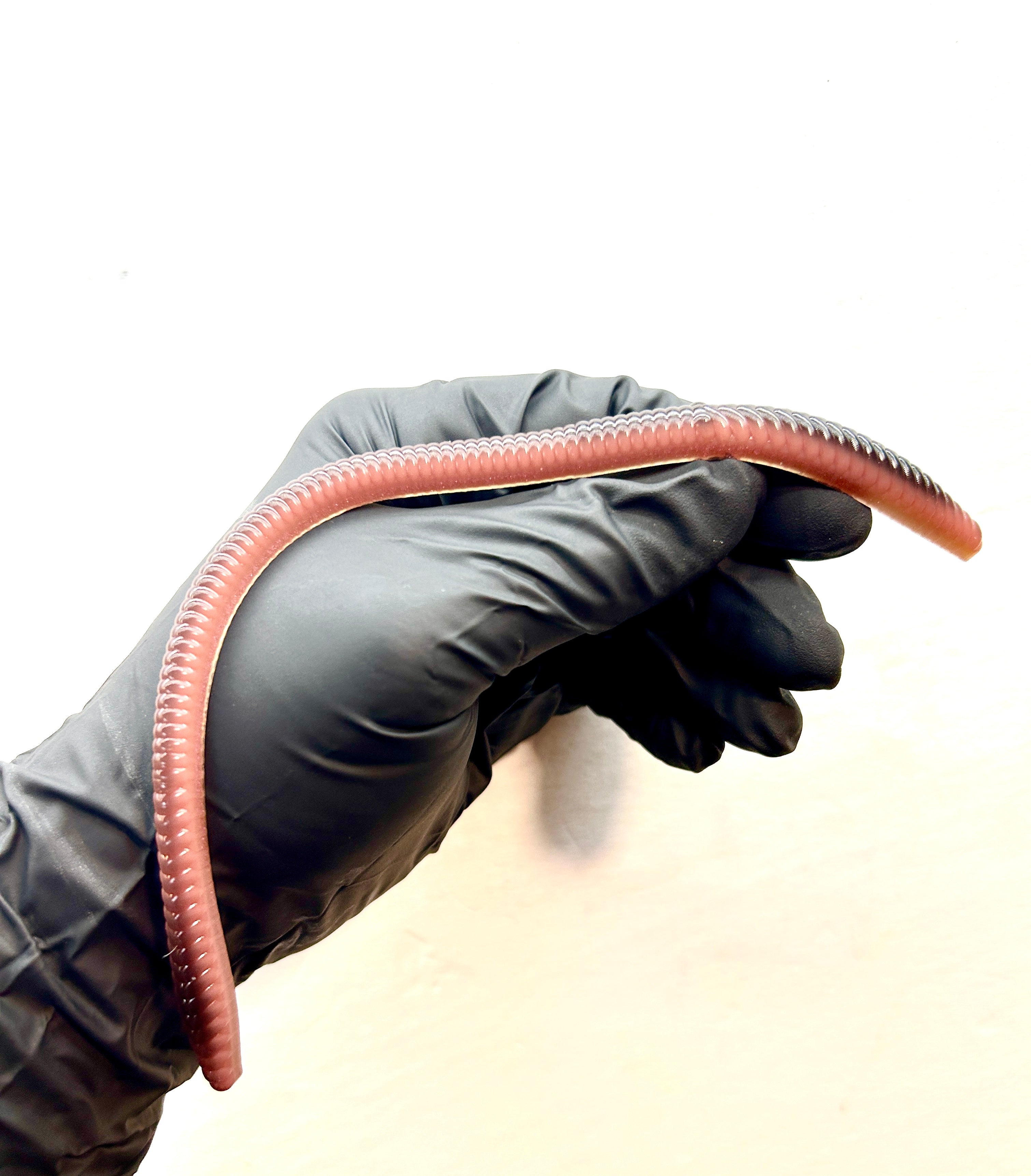 Mondo Trick Stick (Dirt Muncher) 10pk