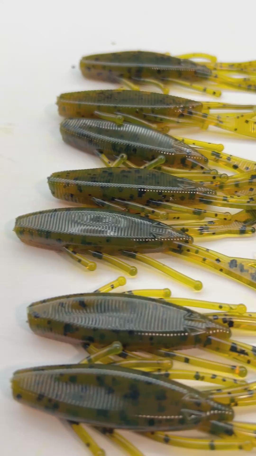 Ditch Bug (Pickled Pumpkin) 8pk