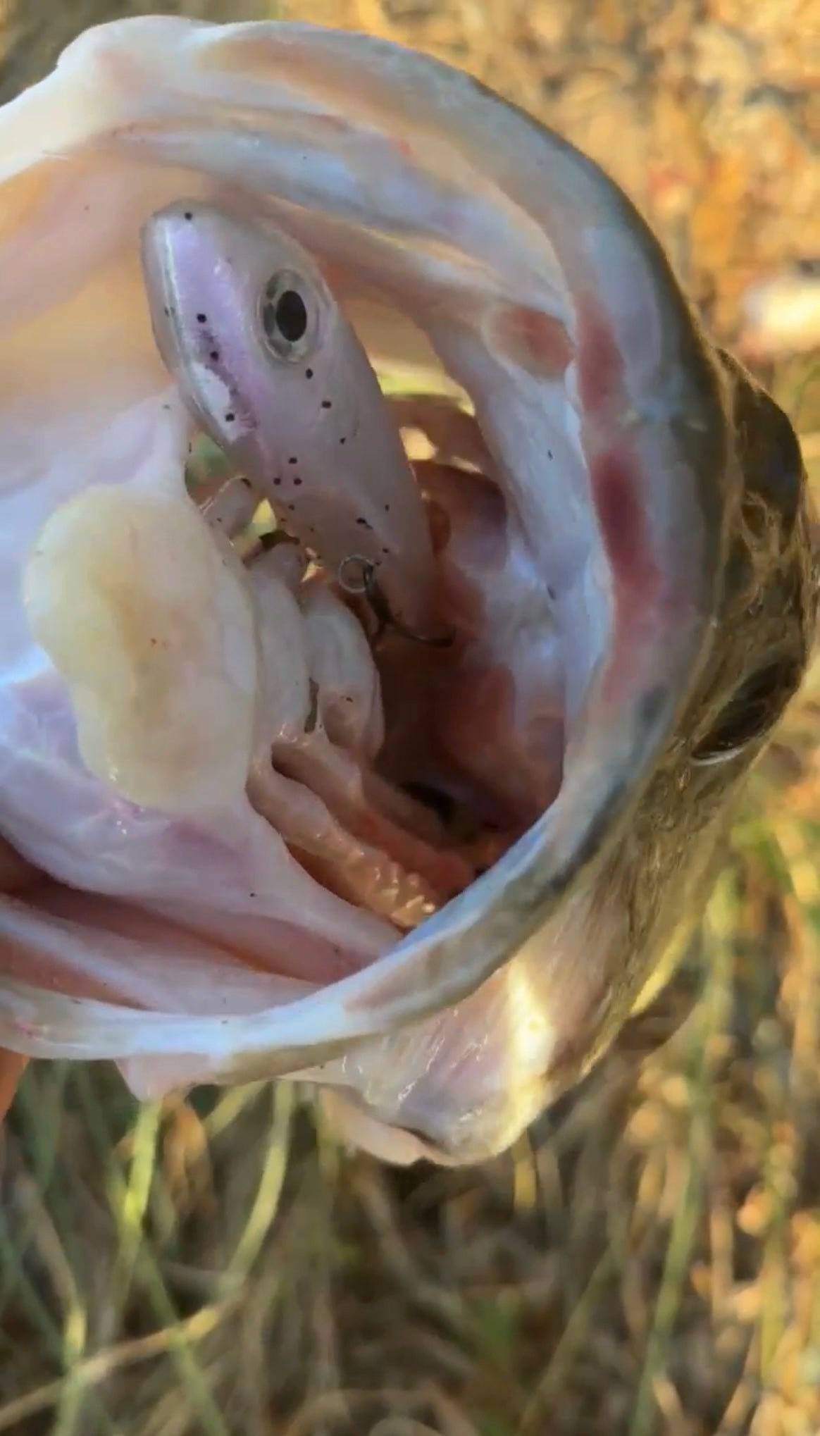 Swimbaits