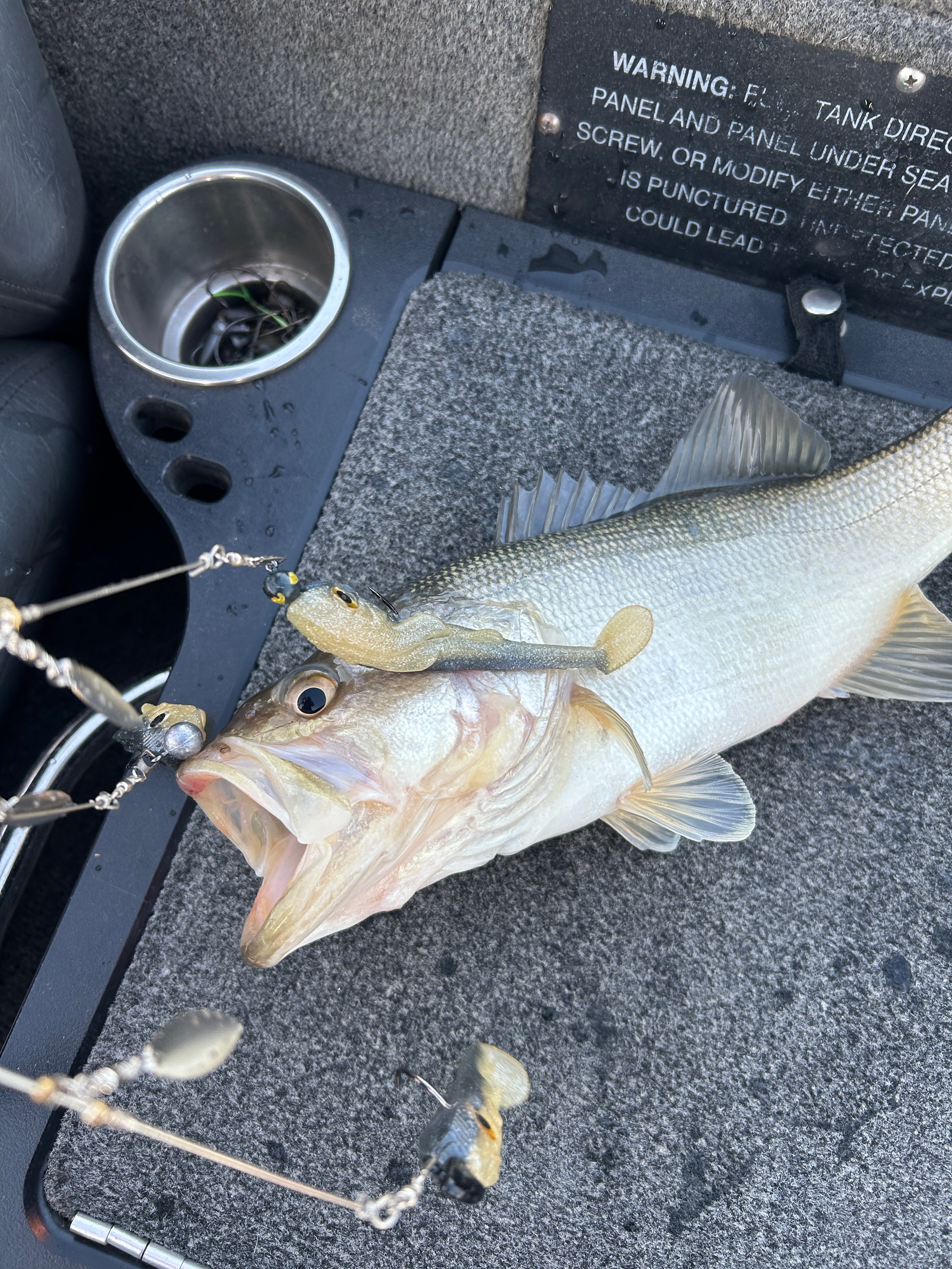 Deputy 4” (Custom Bone) 3pk