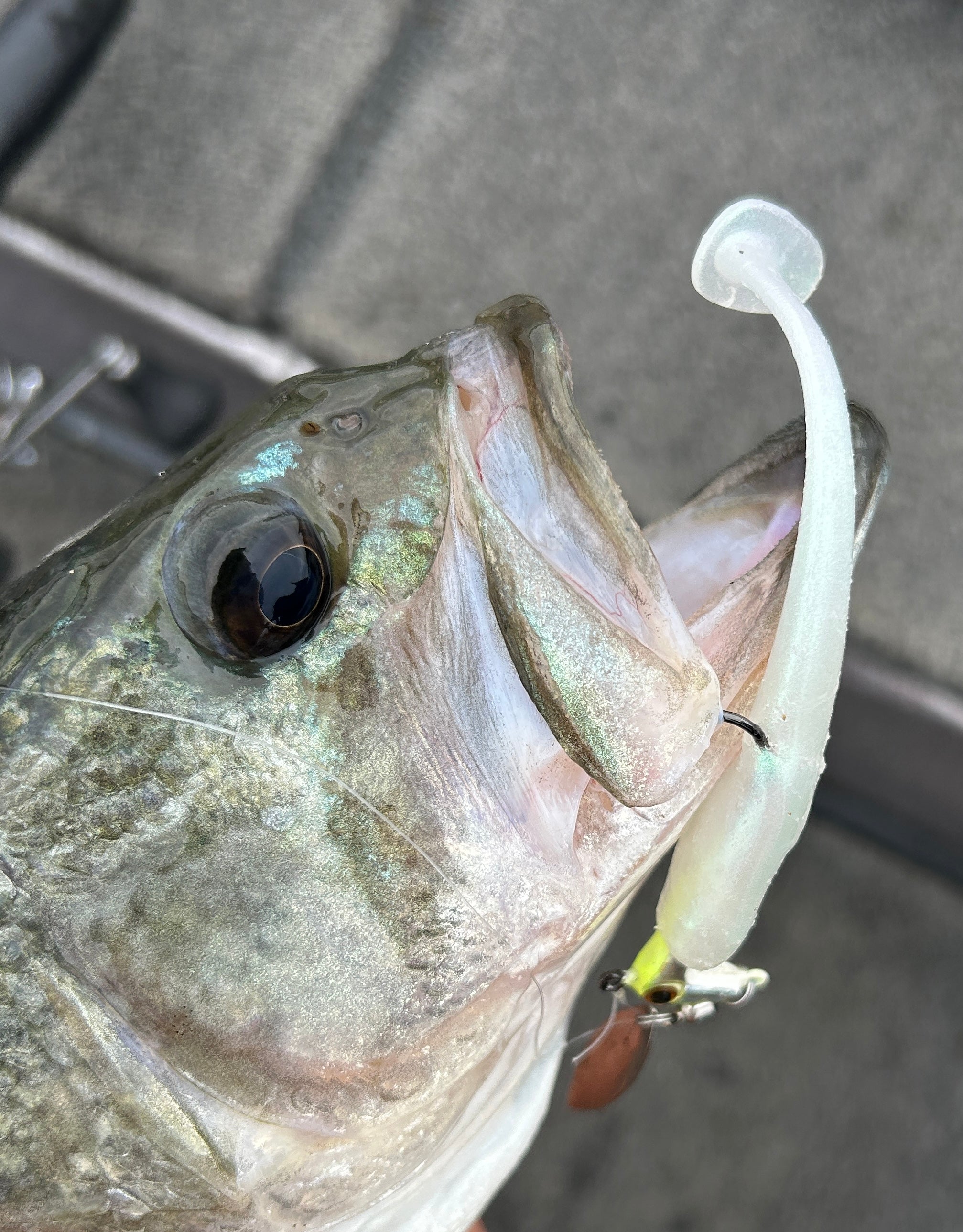 Gang Minnow 10pk
