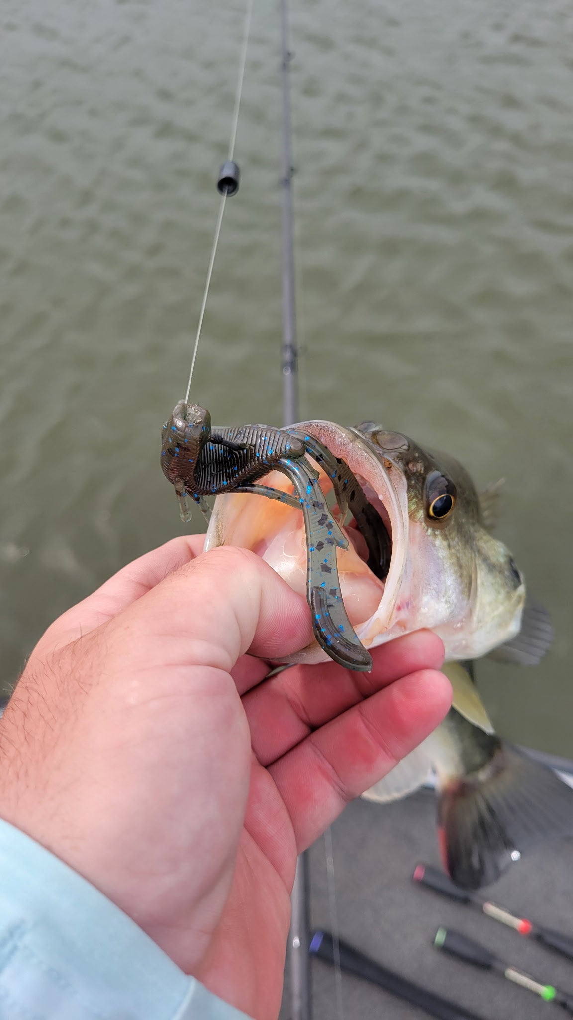 Ditch Bug (Blueberry) 8pk