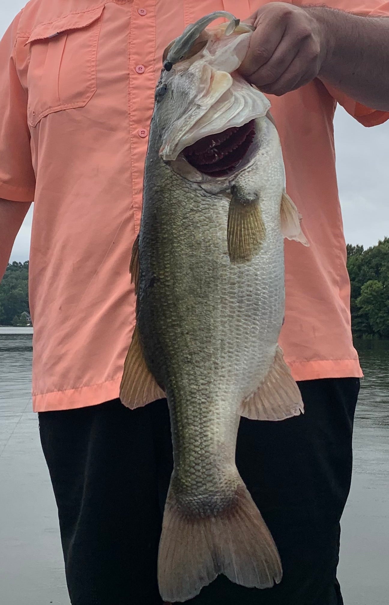 Deputy 4” (Custom Bone) 3pk