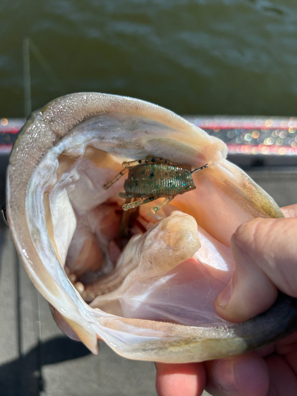 Ditch Bug (Blueberry) 8pk