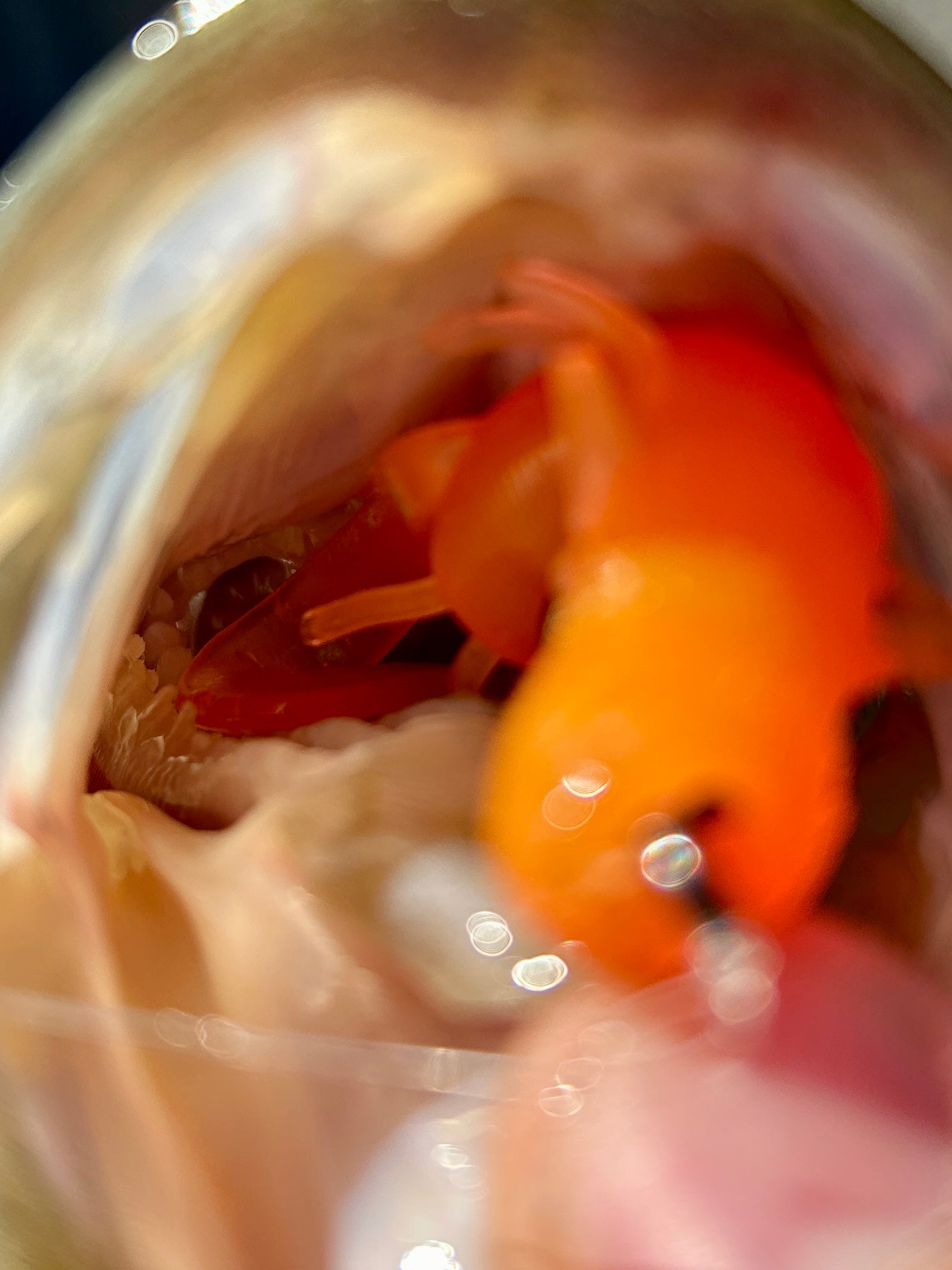 Dart Craw (Black Magic) 8pk