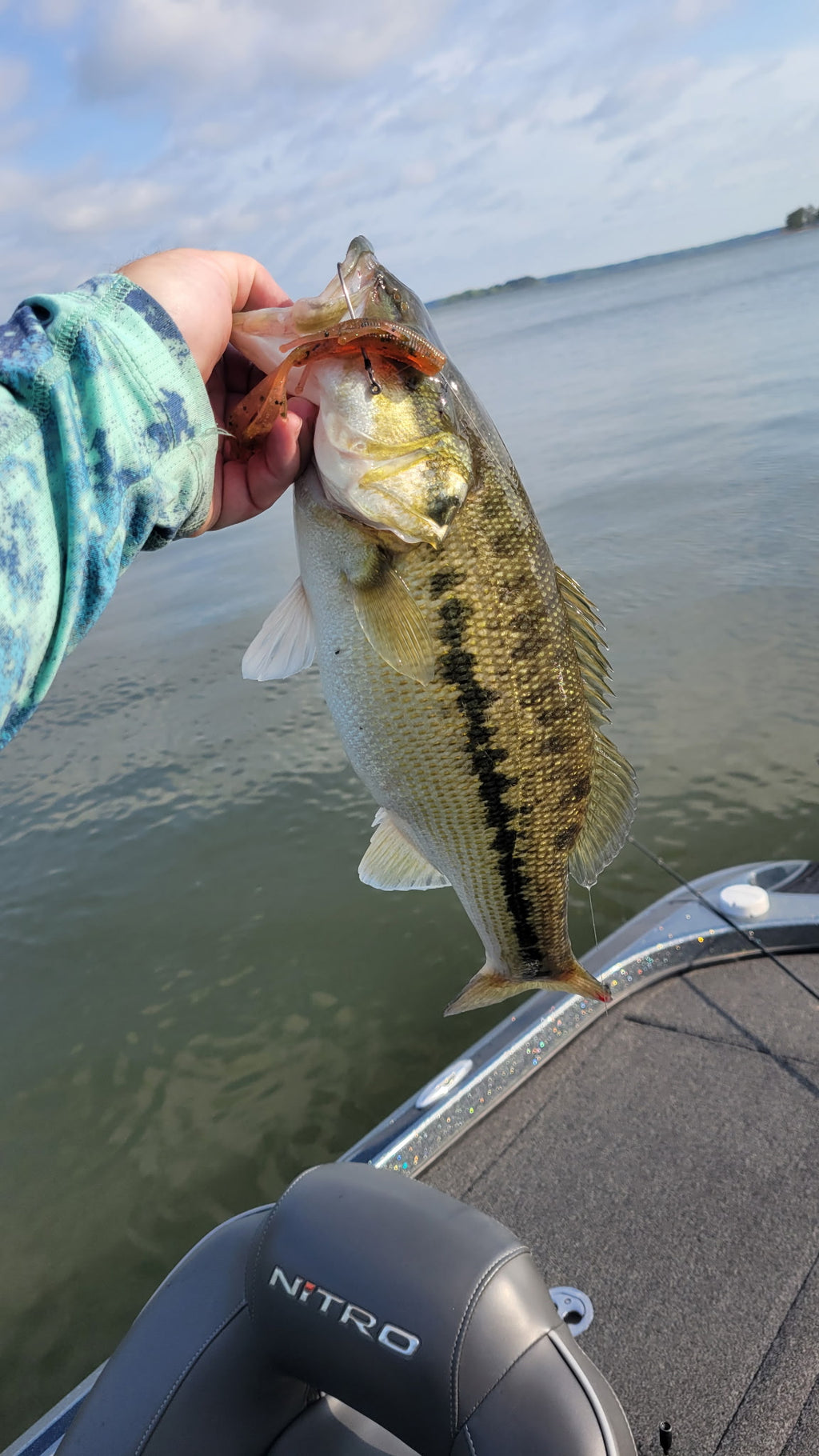 Ditch Bug (Blueberry) 8pk