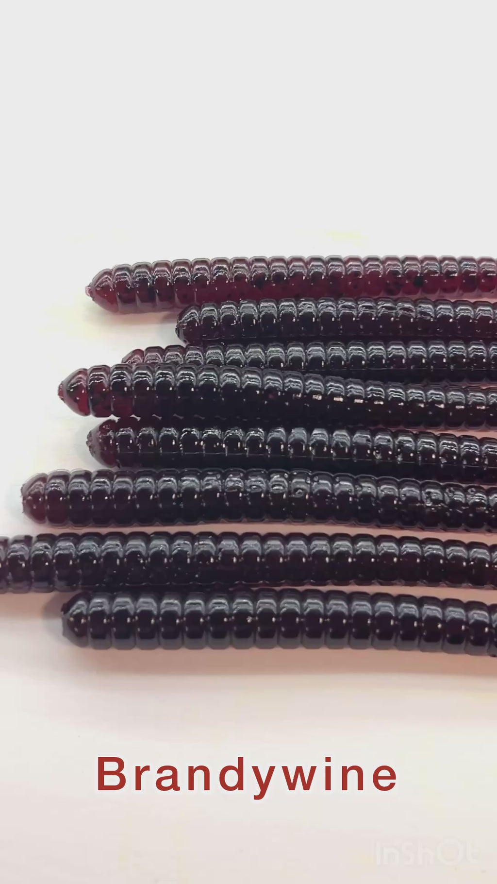 Gutter Worm (Brandywine) 8pk