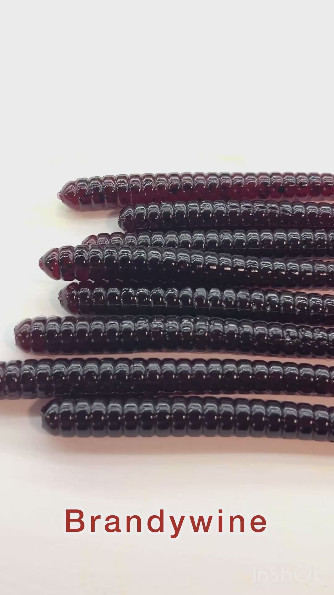 Gutter Worm (Brandywine) 8pk